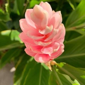 Meet your Posher, Carol